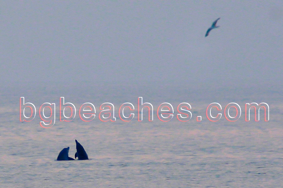 Кара Дере е едно от малкото места, където можете да видите делфини. За това допринася чистата вода и обезлюдения плаж.