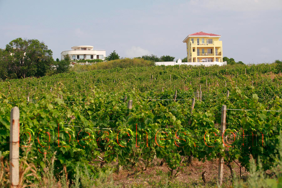Бяла не е изоставила още селското стопанство в полза на туризма, както се случи в много други български курорти. Лозята са често срещани в околността.
