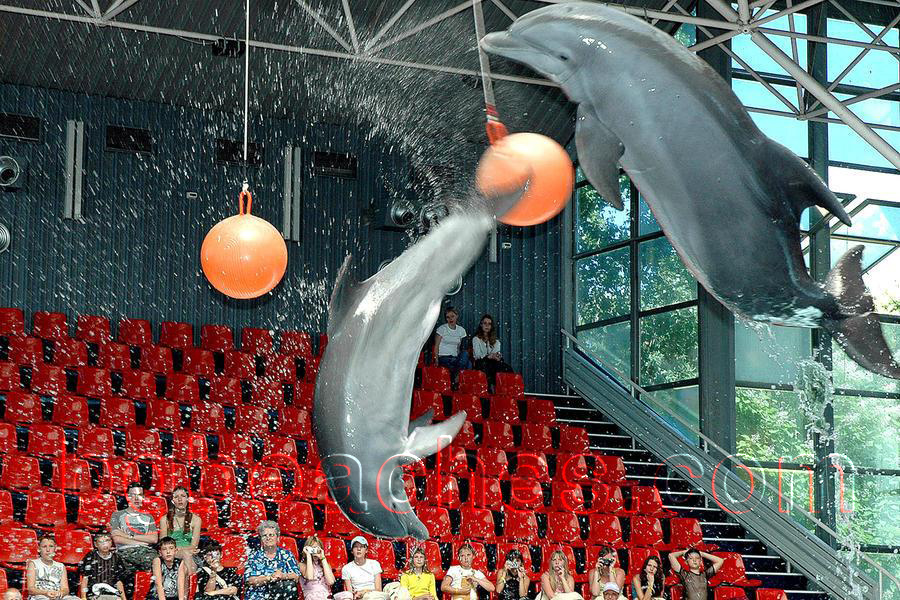 Dolphins are jumping at balls in Varna's Dolphinarium.
